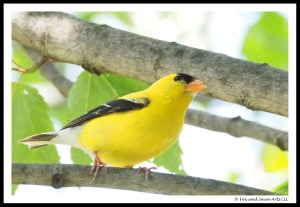 goldfinch 02