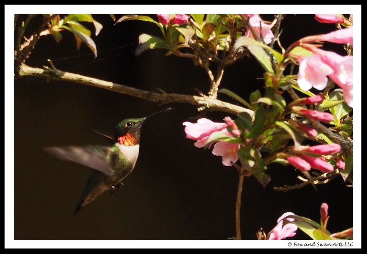 hummingbird 03