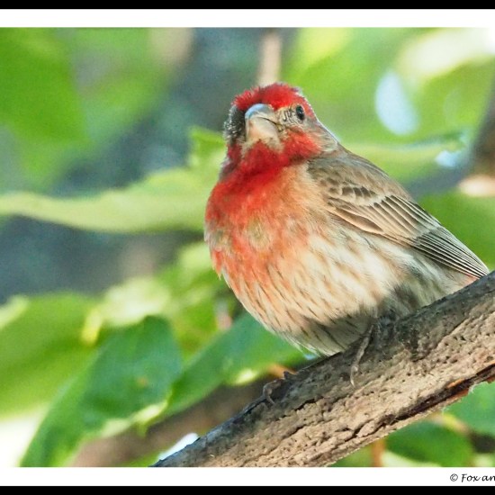 purple finch 03
