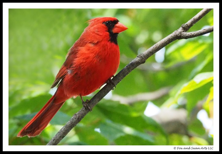 cardinal 04