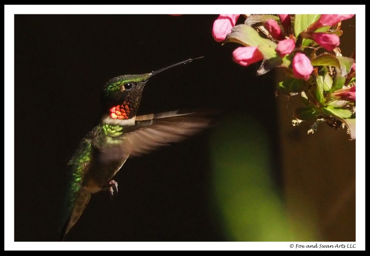 hummingbird 04