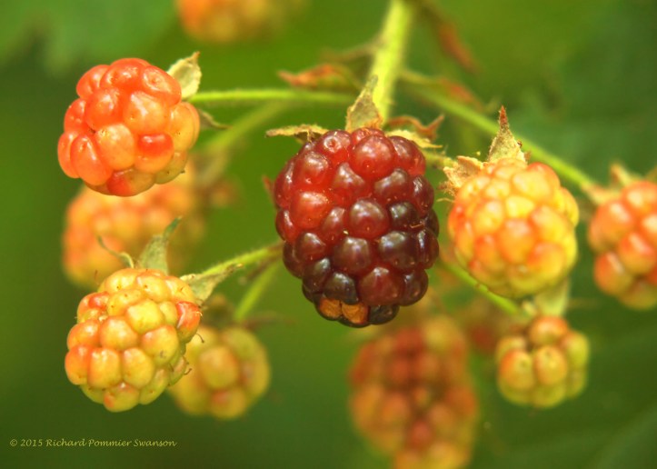raspberries