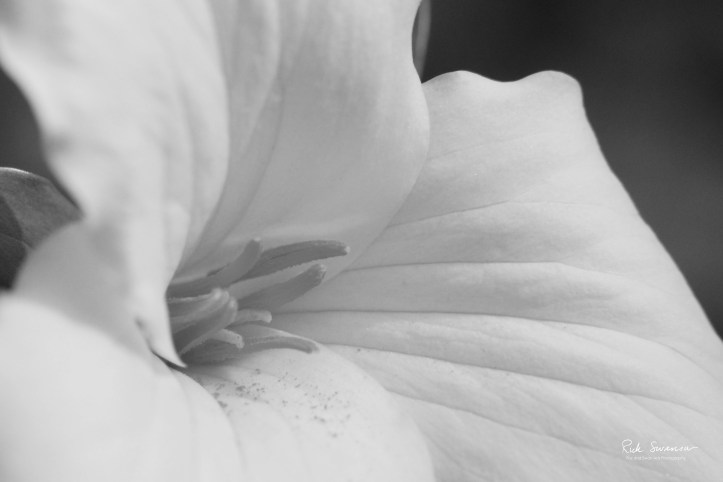 Trillium (Black and White)