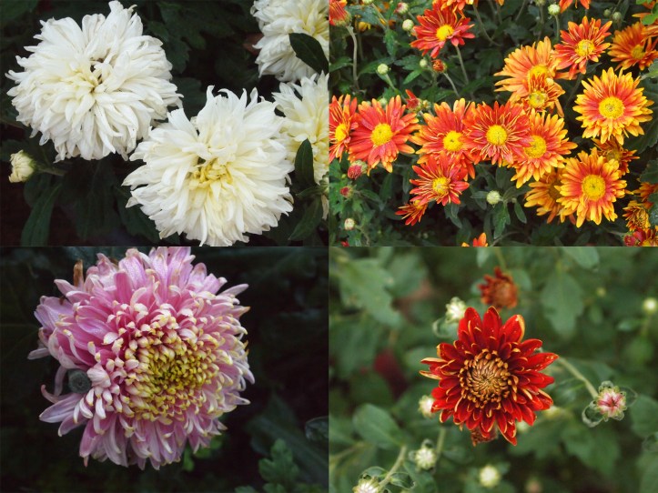 mayowood chrysanthemums