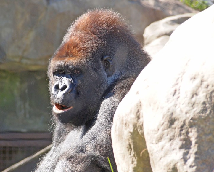 gorilla