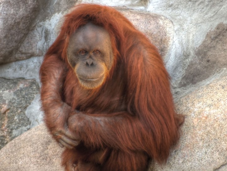orangutan