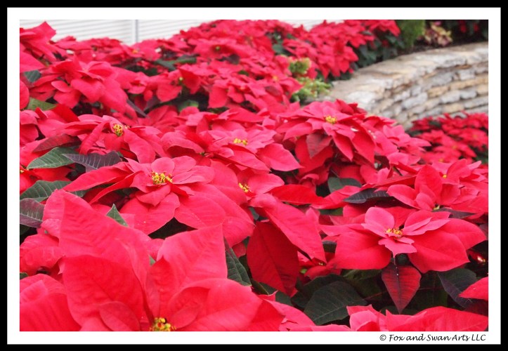 poinsettia 02