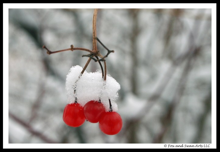 winter berries