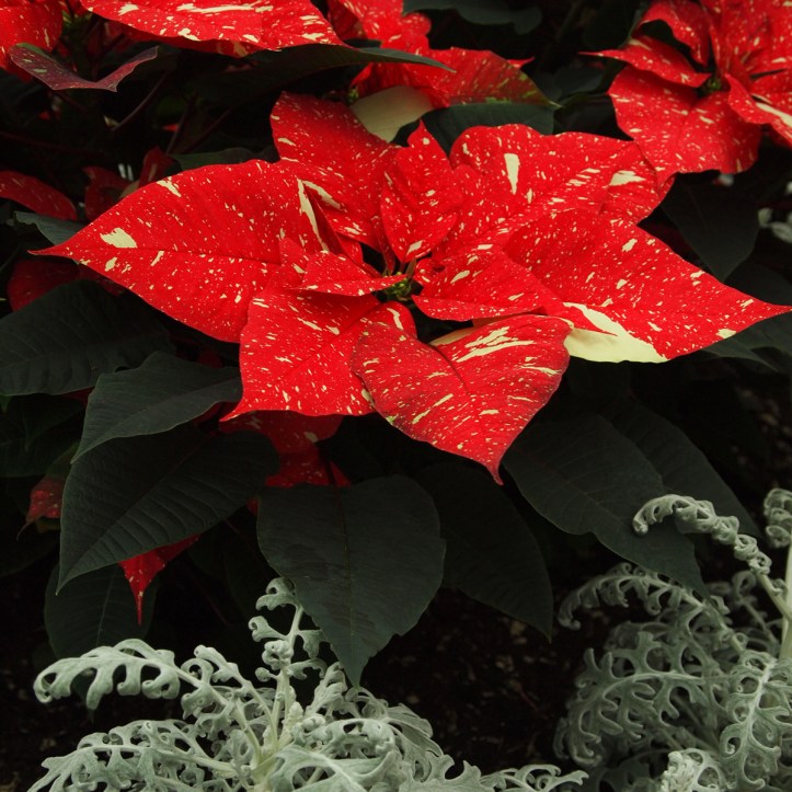 poinsettia