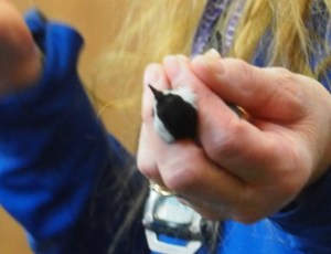 safely holding a chickadee