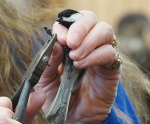 banding a chickadee