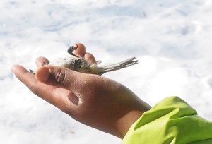 relaxed chickadee in boy's hand