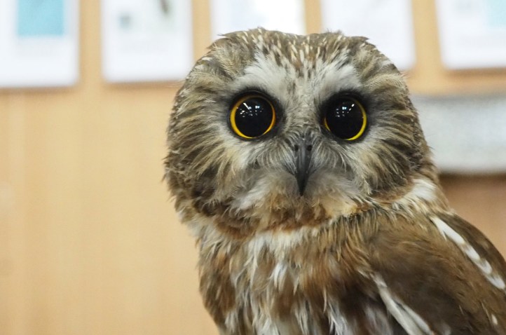 saw-whet owl