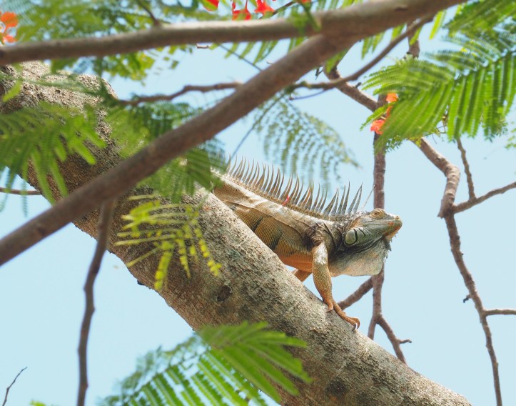 Iguana