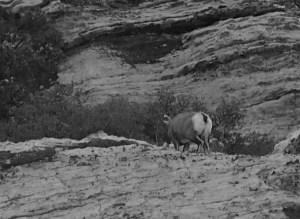 Bighorn Sheep
