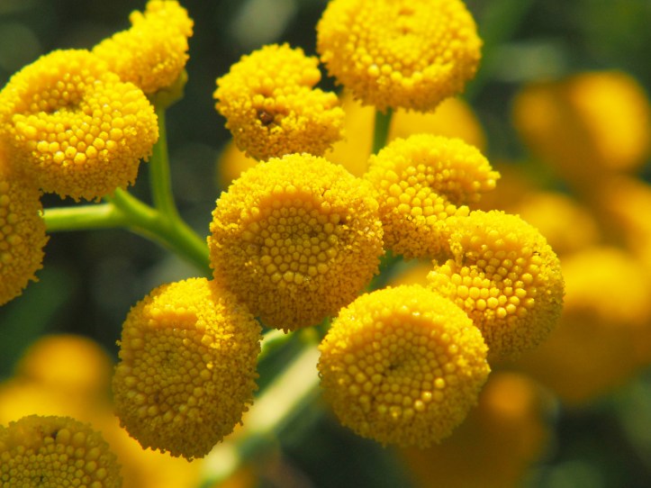 Tahereh's Universal Sign of Magic