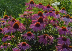 Alice's Coneflower
