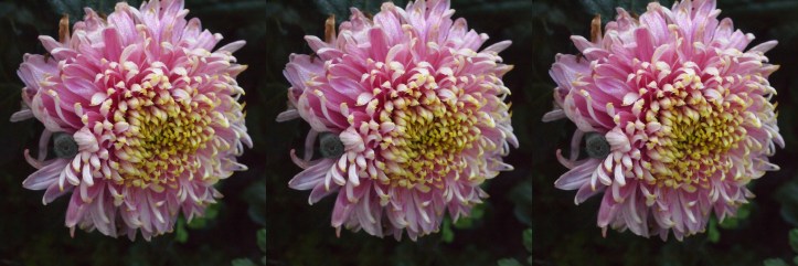 Chrysanthemum