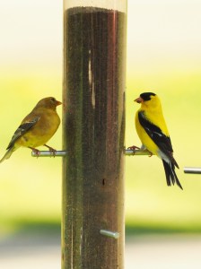 Two Finch