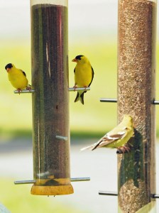 Three Finch