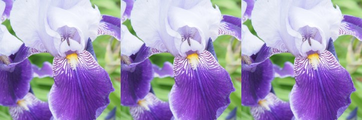 Iris