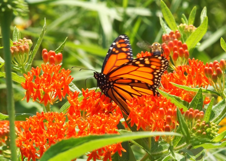 Immediately Upon His Reincarnation as a Monarch, Neruda Began Romancing the Wildflowers
