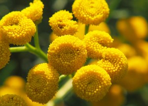 Tahereh's Magical Universe