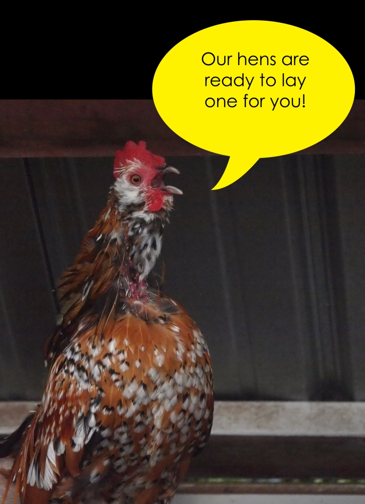 Our hens are ready!