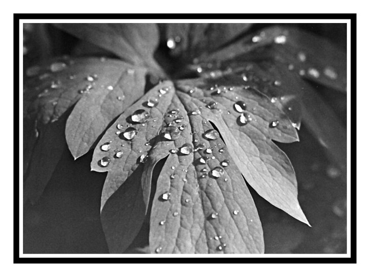 Dewdrops