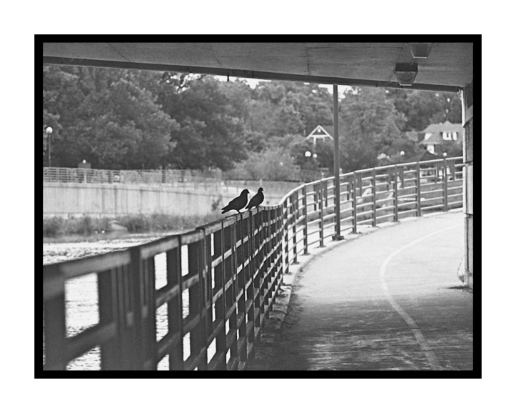 Pigeons on a Geodesic